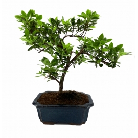 Bonsai